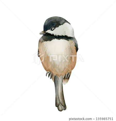 Black capped Chickadee Sitting Bird. Watercolor hand drawn illustration isolated on white background for Easter decor spring design cottagecore rustic card poster print home textile postcard Black capped Chickadee Sitting Bird. Watercolor hand drawn illustration isolated on white background for Easter decor spring design cottagecore rustic card poster print home textile postcard 135985751
