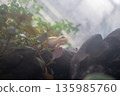 呱呱叫的白化樹蛙 135985760