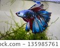 多彩鬥魚 135985761