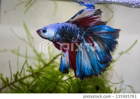 colorful betta colorful betta 135985761