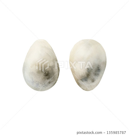 Bird eggs grey spotted. Watercolor hand drawn illustration isolated on white background for Easter spring design cottagecore decor card poster print home textile postcard poster sticker Bird eggs grey spotted. Watercolor hand drawn illustration isolated on white background for Easter spring design cottagecore decor card poster print home textile postcard poster sticker 135985787