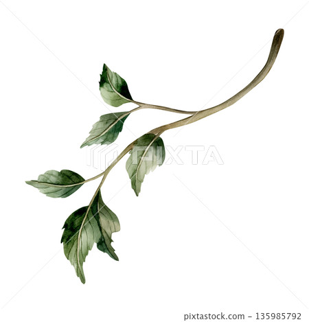 Branch with leaves. Watercolor floral illustration hand painted isolated on white background rural style for Easter design element cottagecore poster botanical card postcard print textile home decor 135985792