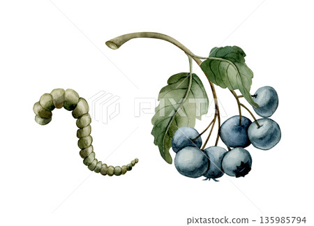 Blue berries branch with catterpillar. Watercolor floral illustration hand painted isolated on white background rural style for Easter design cottagecore poster botanical card print textile home decor 135985794