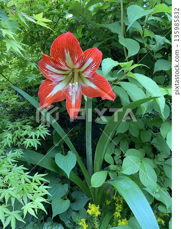 Amaryllis Amaryllis 135985832