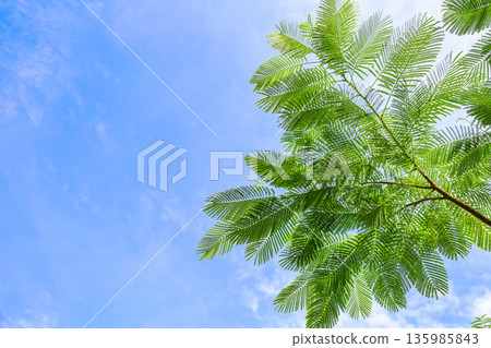 蕨類植物的葉子和藍天構成的風景 蕨類植物的葉子和藍天構成的風景 135985843