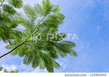 A landscape of fern leaves and blue sky A landscape of fern leaves and blue sky 135985844