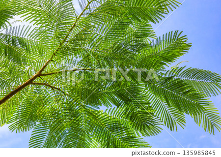 蕨類植物的葉子和藍天構成的風景 135985845