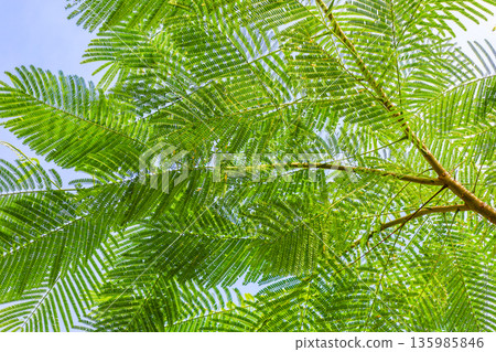 蕨類植物的葉子和藍天構成的風景 135985846