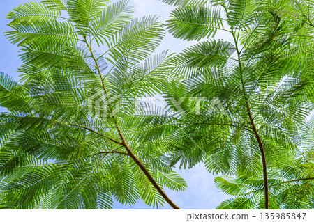 蕨類植物的葉子和藍天構成的風景 135985847