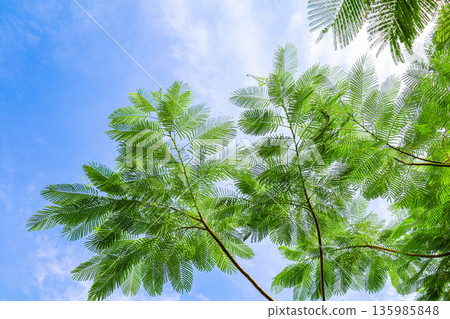 蕨類植物的葉子和藍天構成的風景 135985848