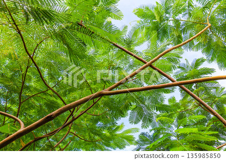 一片蕨類植物的葉子 135985850