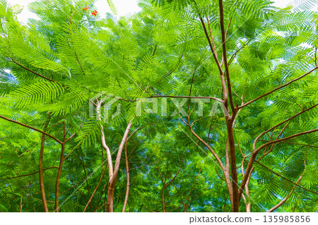 A landscape of fern leaves A landscape of fern leaves 135985856