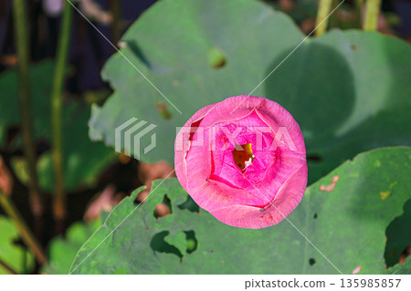 Lotus flower Lotus flower 135985857