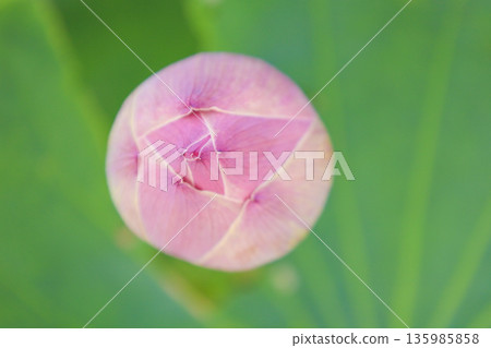 Lotus flower buds Lotus flower buds 135985858
