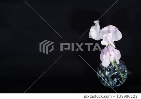 Sweet peas in a cool glass vase against a black background (positioned right) 135986122