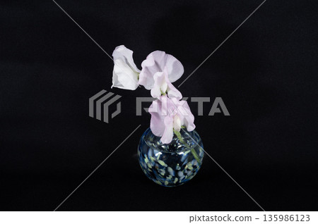 Sweet peas in a cool glass vase against a black background (center placement) Sweet peas in a cool glass vase against a black background (center placement) 135986123