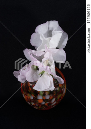 Sweet peas in a warm-colored glass vase against a black background (vertical composition) Sweet peas in a warm-colored glass vase against a black background (vertical composition) 135986126