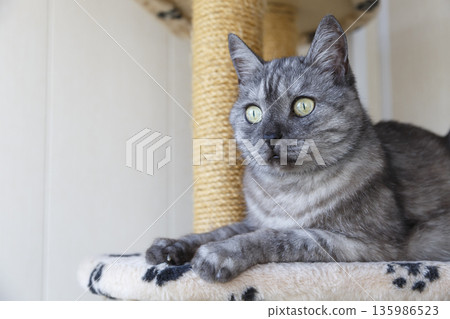 A beautiful gray and white cat with yellow eyes sits on a cat play complex and looks away. Scottish Straight breed, black smoke color. Without people. Selective focus, close-up. 135986523