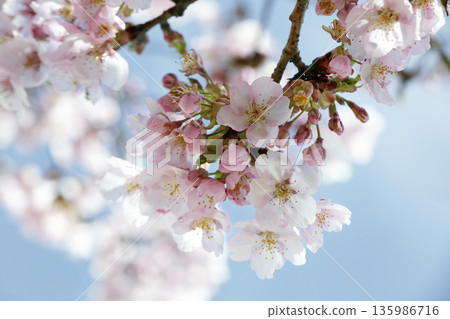 Cherry blossoms shining against the blue sky Soft bokeh spring background (horizontal) 135986716