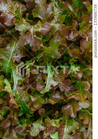 Fresh red Oak lettuce salad plant in garden. 135986739
