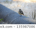 Daurian Redstart (female) standing in a park in winter 135987086