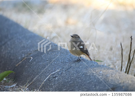 冬季公園裡的一隻達烏裡紅尾鴝（雌性） 135987086