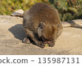 Animals of Thailand.One gray macaque monkey eats a cactus flower. 135987131