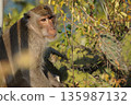 One gray macaque monkey eats a cactus flower.Animals of Thailand. 135987132