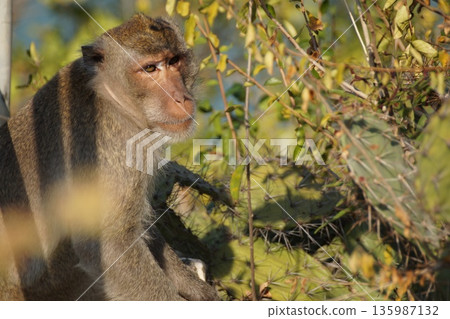 One gray macaque monkey eats a cactus flower.Animals of Thailand. One gray macaque monkey eats a cactus flower.Animals of Thailand. 135987132