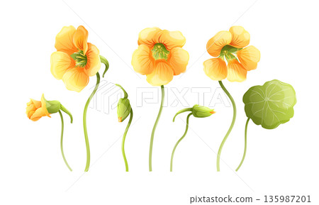 Yellow nasturtium floral elements set, 3 flowers, buds and green round leaves. Botanical vector collection for wedding invitations and garden design. Isolated on white background 135987201