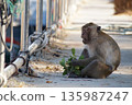 Animals of Thailand.One gray macaque monkey eats the leaves of a bush. 135987247