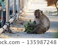 One gray macaque monkey eats the leaves of a bush.Animals of Thailand. 135987248