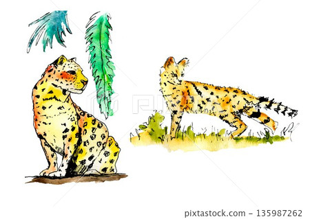 jaguar, vector, isolated 135987262