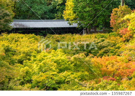 京都府東福寺-秋葉與綠意 京都府東福寺-秋葉與綠意 135987267