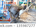Animals of Thailand.One gray monkey, a macaque, sits on the pier. 135987277