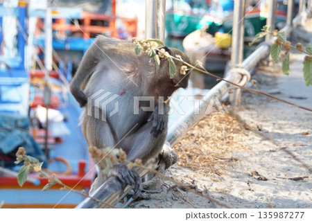 Animals of Thailand.One gray monkey, a macaque, sits on the pier. 135987277