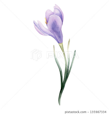 Crocus Spring Bulb Flower. Watercolor hand drawn floral illustration isolated on white background for Easter Woman's day design home textile fresh fabric print card cosmetic package porcelain crockery Crocus Spring Bulb Flower. Watercolor hand drawn floral illustration isolated on white background for Easter Woman's day design home textile fresh fabric print card cosmetic package porcelain crockery 135987334