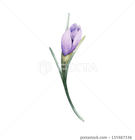 Crocus Spring Bulb Flower. Watercolor hand drawn floral illustration isolated on white background for Easter Woman's day design home textile fresh fabric print card cosmetic package porcelain crockery Crocus Spring Bulb Flower. Watercolor hand drawn floral illustration isolated on white background for Easter Woman's day design home textile fresh fabric print card cosmetic package porcelain crockery 135987336