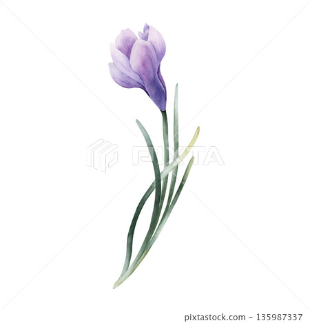 Crocus Spring Bulb Flower. Watercolor hand drawn floral illustration isolated on white background for Easter Woman's day design home textile fresh fabric print card cosmetic package porcelain crockery Crocus Spring Bulb Flower. Watercolor hand drawn floral illustration isolated on white background for Easter Woman's day design home textile fresh fabric print card cosmetic package porcelain crockery 135987337