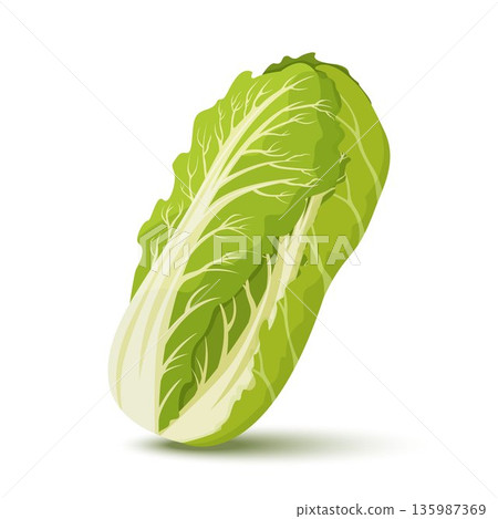 Chinese cabbage. Fresh Chinese cabbage. Healthy food. Organic ingredient for vegetarian salad. Flat vector for promo poster of grocery store Chinese cabbage. Fresh Chinese cabbage. Healthy food. Organic ingredient for vegetarian salad. Flat vector for promo poster of grocery store 135987369