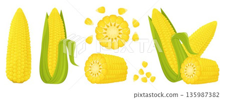 set of fresh corn 135987382