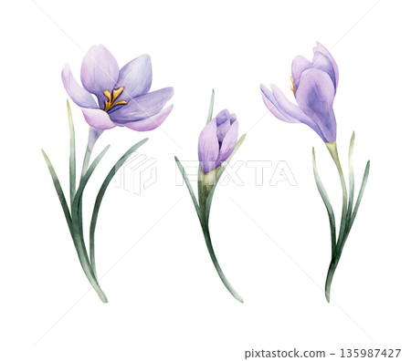 Crocus Spring Bulb Flower Set. Watercolor hand drawn floral illustration isolated on white background Easter Woman's day design home textile fresh fabric print card cosmetic package porcelain crockery Crocus Spring Bulb Flower Set. Watercolor hand drawn floral illustration isolated on white background Easter Woman's day design home textile fresh fabric print card cosmetic package porcelain crockery 135987427