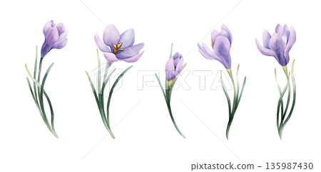 Crocus Spring Bulb Flower Set. Watercolor hand drawn floral illustration isolated on white background Easter Woman's day design home textile fresh fabric print card cosmetic package porcelain crockery Crocus Spring Bulb Flower Set. Watercolor hand drawn floral illustration isolated on white background Easter Woman's day design home textile fresh fabric print card cosmetic package porcelain crockery 135987430