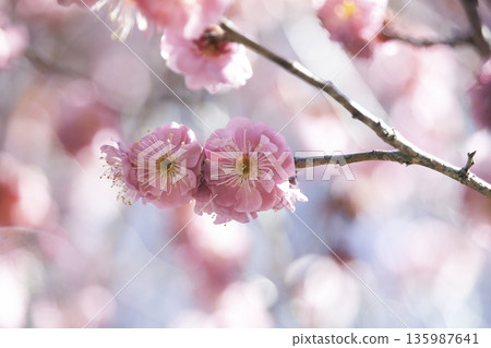 紅梅花簇擁在柔和的春日背景（橫幅） 135987641