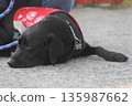 assistance dogs 135987662