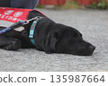 assistance dogs 135987664