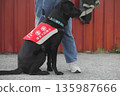 assistance dogs 135987666