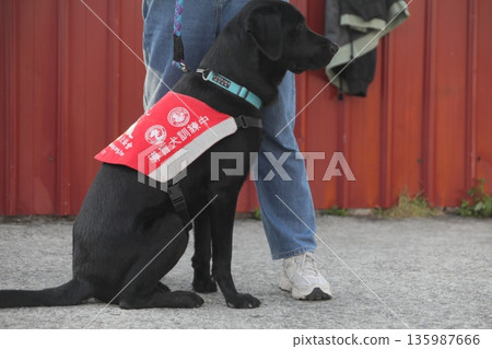 assistance dogs 135987666