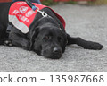 assistance dogs 135987668