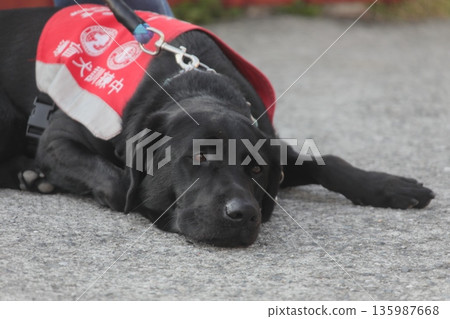 輔助犬 135987668